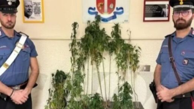 I Carabinieri sequestrano della marijuana a Mesoraca - © Carabinieri.It
