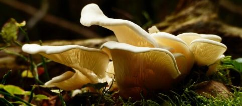 Frittata con il fungo pleurotus, un antipasto originale e saporito