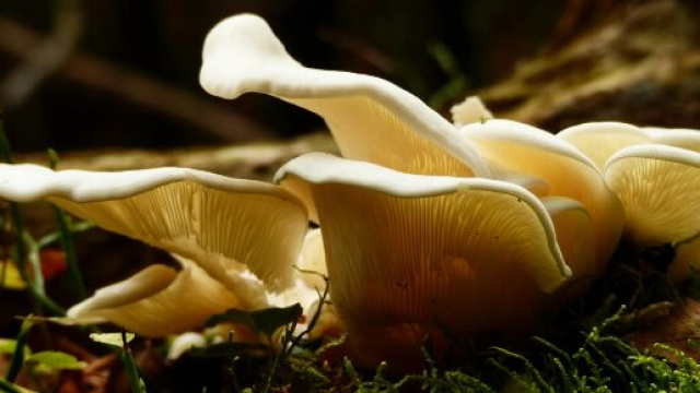 Frittata con il fungo Pleurotus, un ottimo antipasto. Foto pexels.com@