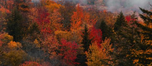 Una foresta con colori autunnali - Foto © Pexels