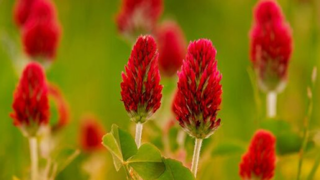 Fiori rossi in un campo &copy; Pixabay