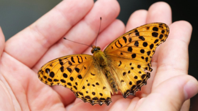 Mani delicate racchiudono una farfalla &copy; Pixabay