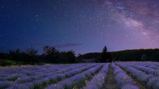 Via Lattea e un campo di lavanda - © Pixabay.
