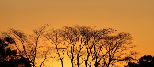 Alberi spogli al tramonto- © Pexels.