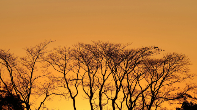 Alberi spogli al tramonto- © Pexels.