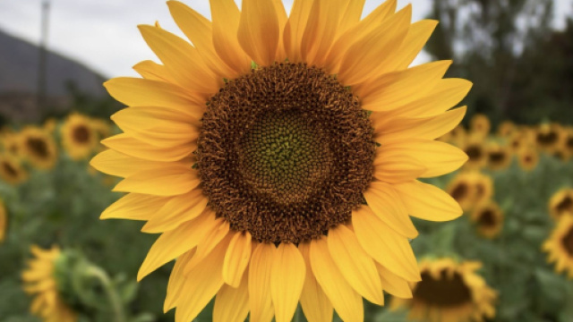 Un girasole giallo © pixabay.com