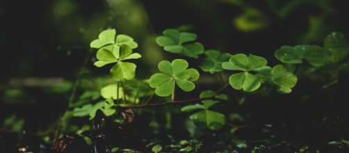 Gruppo di quadrifogli - © Pexels.