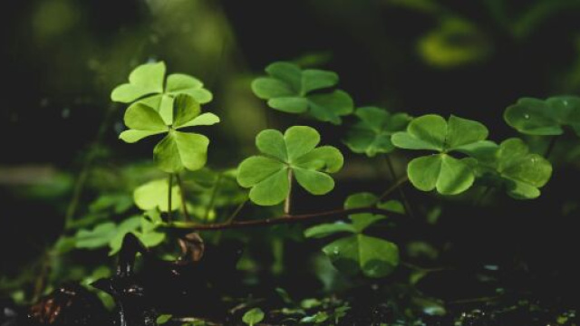 Gruppo di quadrifogli - © Pexels.