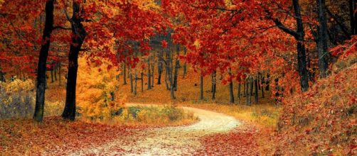 Un bosco in autunno © Pexels.com