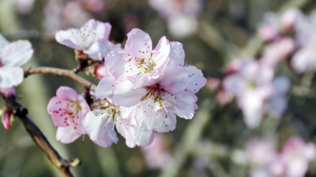 Fiori bianchi e rosa © pixabay.com