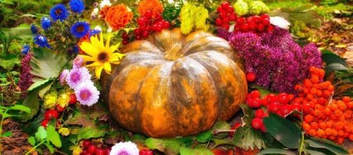 Una zucca e dei fiori (©pixabay.com)