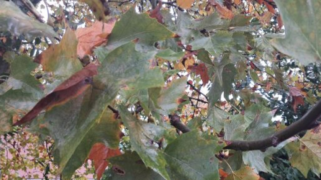 Alberti con foglie verdi e gialle &copy; Katia Di Luna