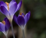 I Crocus - Immagine © Pixabay.