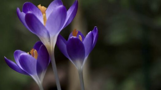 I Crocus - Immagine © Pixabay.