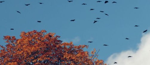 Stormo di uccelli in cielo e alberi - © Pexels