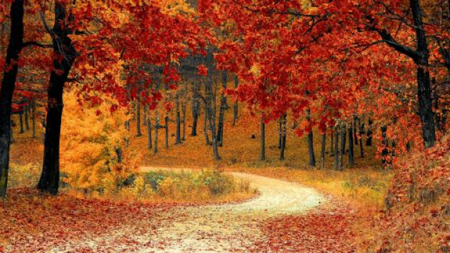 Un paesaggio autunnale (© Pexels.com)