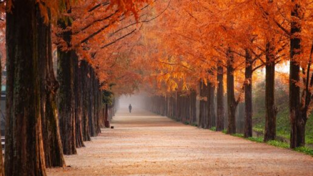 Viale di alberi autunnali &copy; Pixabay