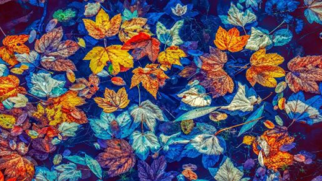 Foglie autunno colori - Immagine di © Pixabay.