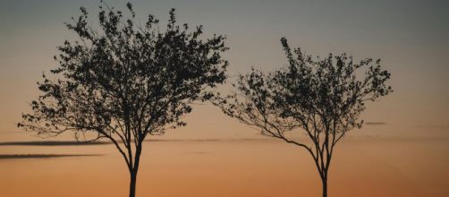 Alberi al tramonto d'autunno-© Pexels