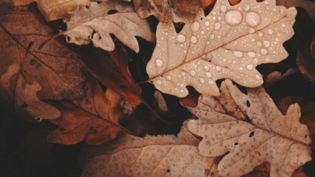 Foglie con rugiada @ Pexels.com