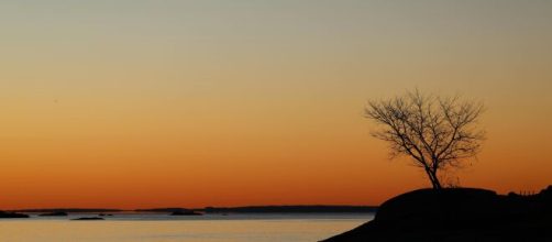 Tramonto sul mare con albero spoglio - Foto © Pexels