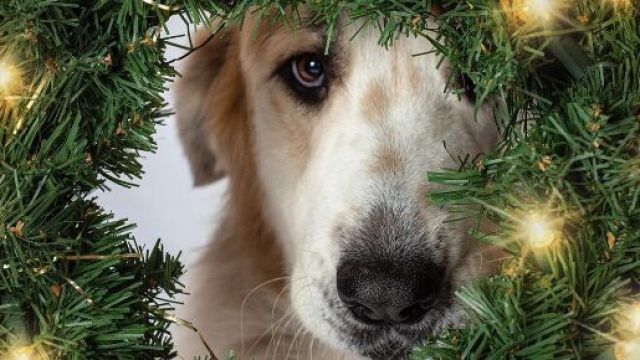 Cane e ghirlanda di Natale © Pixabay