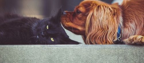 Un gatto nero e un cane marrone che si rilassano insieme © Pixabay.