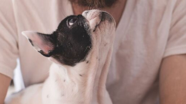 Tenerezze tra un cagnolino e il suo umano © Pixabay.