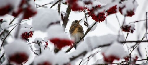 Un uccellino tra i rami innevati (©pixabay.com).