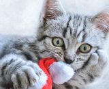 Gatto grigio che gioca con un cappello di Natale © Pixabay