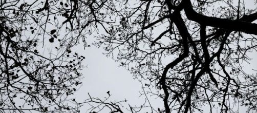 Alberi spogli in autunno e inverno - © Pexels