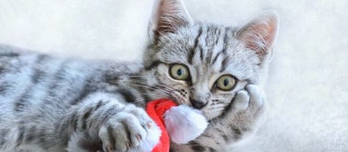 Gatto grigio che gioca con un cappello di Natale © Pixabay.