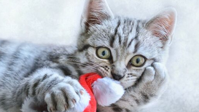 Gatto grigio che gioca con un cappello di Natale © Pixabay
