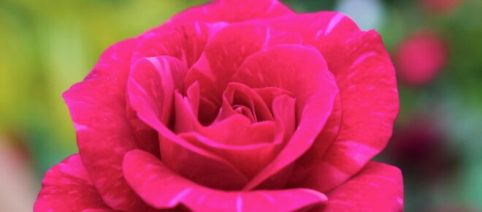 Crostata di marmellata di rose bulgare con mandorle, un dolce molto delicato