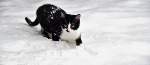 Gattino curioso gioca nella neve - © Foto Bing IA