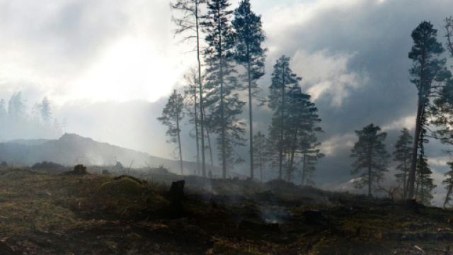Alberi in un paesaggio montano © Pexels.com