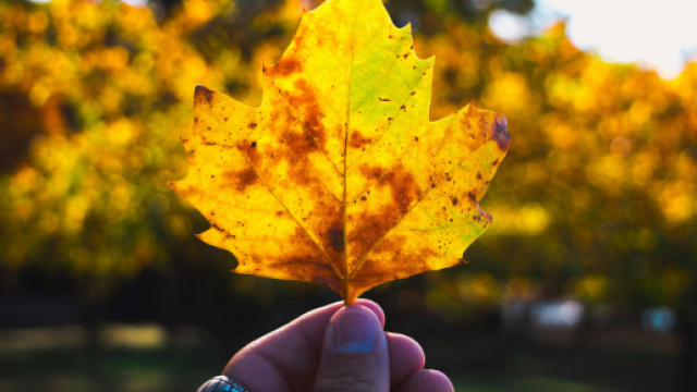 Una mano regge una foglia gialla - © Foto Pexels
