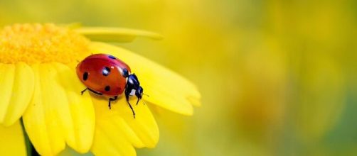 Una coccinella su un fiore (©pixabay.com)