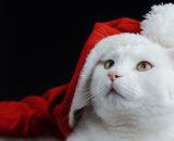 Gatto bianco con cappellino da Babbo Natale - © Pixabay