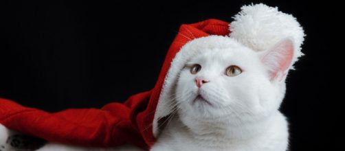 Gatto bianco con cappellino da Babbo Natale - © Pixabay