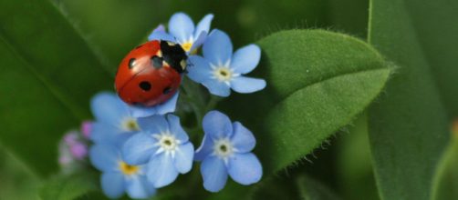 Coccinella su fiorellini celesti - © Pixabay.