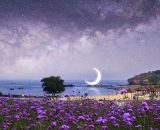 Panorama mare e cielo notturno, prato con fiori viola © Pixabay.