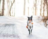 Cane che corre sul sentiero innevato © Pixabay