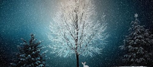 Un albero innevato - © Pixabay.