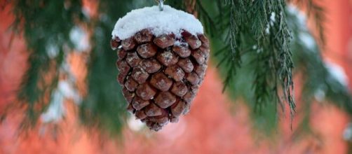 Una pigna ricoperta di neve (©pixabay.com)