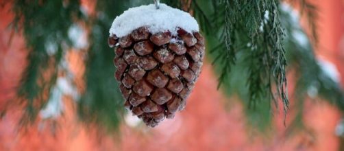 Una pigna coperta di neve (© Pixabay).