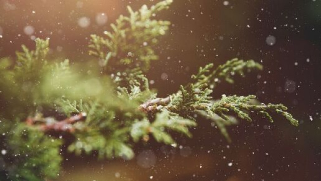 Un ramo d'albero sotto la pioggia (&copy;pixabay)