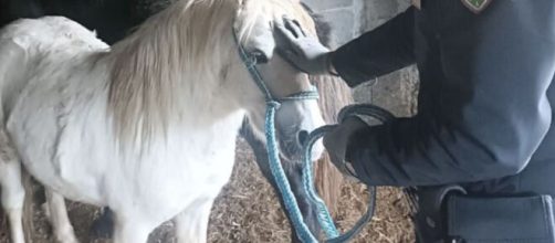 Uno dei due pony ritrovato a Catania - Foto © Polizia di Stato