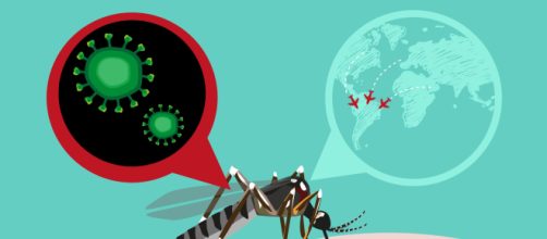 La zanzara è il mezzo di trasmissione della febbre Dengue, proveniente in particolare dal Brasile.