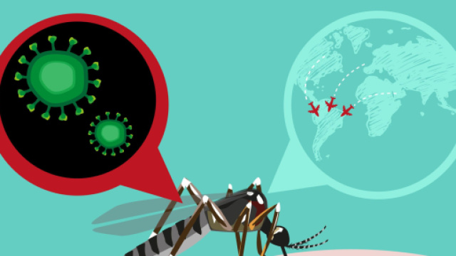 La zanzara è il mezzo di trasmissione della febbre Dengue, proveniente in particolare dal Brasile.